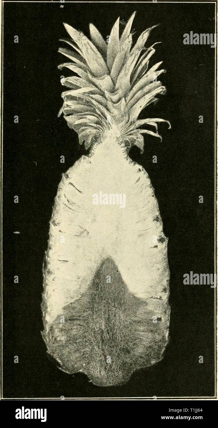 Diseases of crop-plants in the Diseases of crop-plants in the Lesser Antilles  diseasesofcroppl00nowe Year: 1923  Fig. U6 Thielaviopsis Soft Rot of Pineapple Bull. lo, Dept. Pathology, H.S.P.A. Stock Photo