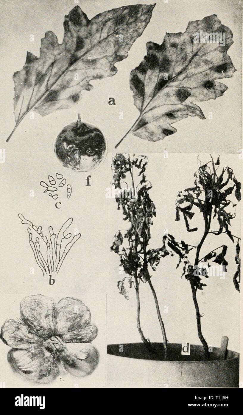 Diseases of truck crops and Diseases of truck crops and their control  diseasesoftruckc00taubuoft Year: [1918]  Fig. 67, Tomato Diseases. a. Cladosporium leaf mold, 6. conidiophores of Cladosporium fulvum. c. conidia of C. juhmm, (6. and c. after Southworth), d. two plants artificially infected with iicUrolium Rolfsii, e. sunburn, /. Macrosporium rot. Stock Photo