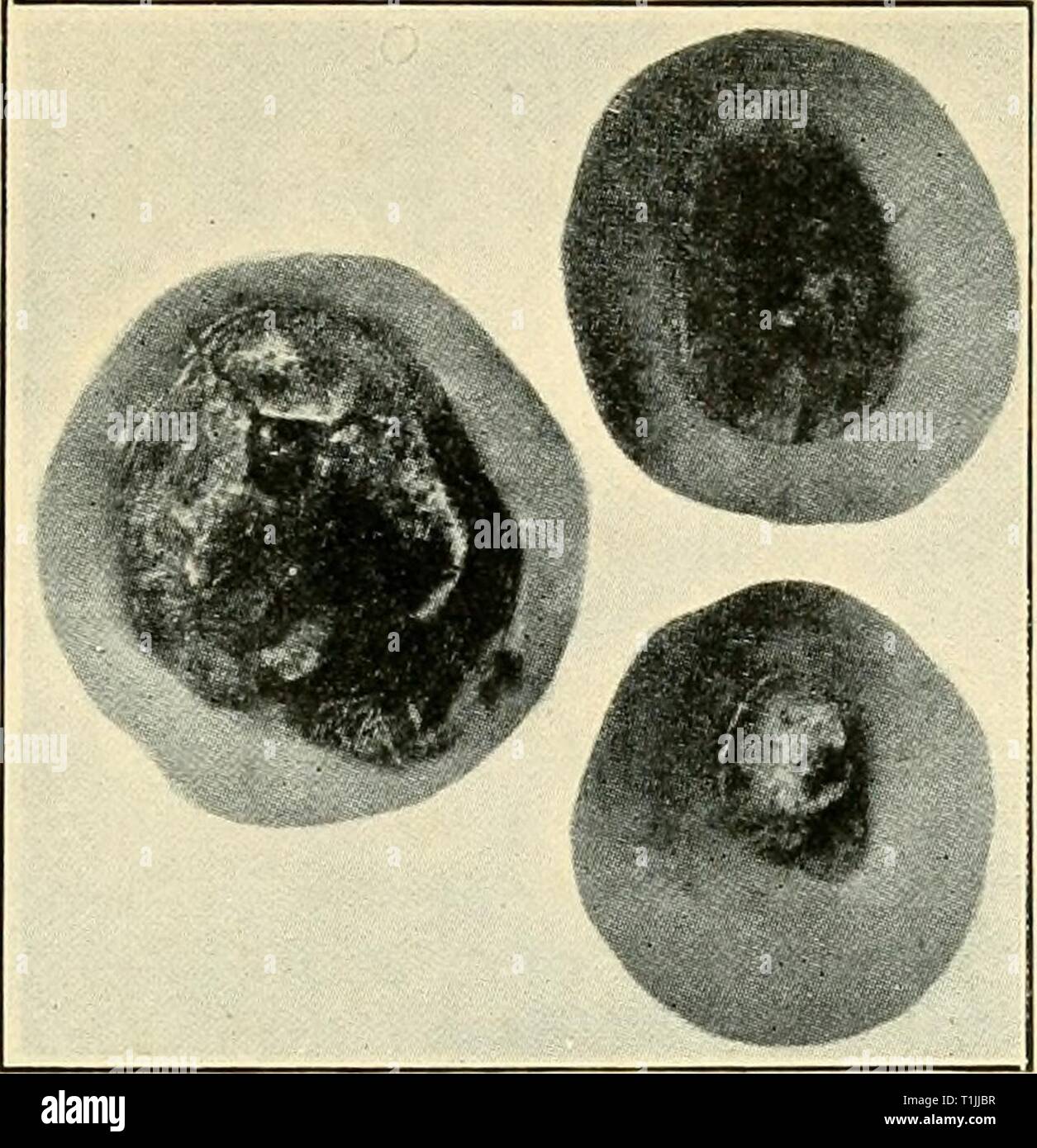 Diseases of crop-plants in the Diseases of crop-plants in the Lesser Antilles  diseasesofcroppl00nowe Year: 1923  I    Fig. 147 Blossom End Rot of Tomato Bull. 146, Florida Agri. Expt. Sia. Stock Photo