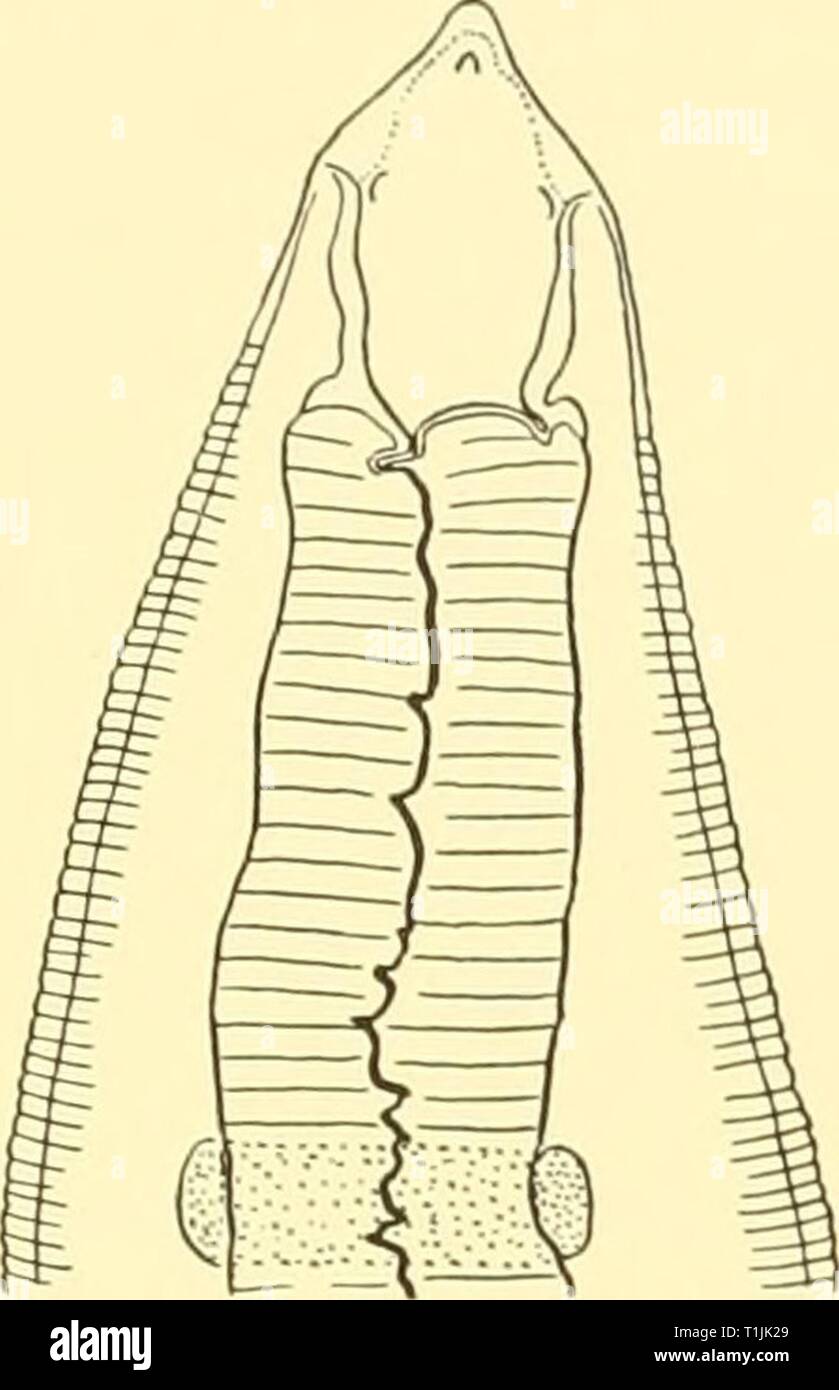 Discovery reports (1929) Discovery reports  discoveryreports11929inst Year: 1929  NEMATODA SSI Sub-family Thelaziinae Spinitectus guntheri, sp. n. (Figs. 7-9) One male, three mature and two immature females of this form were found among a haul of fishes from a depth of loco metres at Station 86, off South-west Africa, June 24,    O Stock Photo