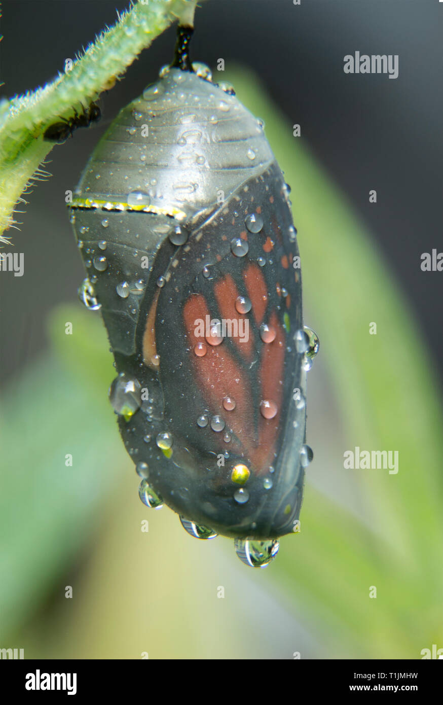 A mature monarch butterfly chrysalis covered in raindrops Stock Photo