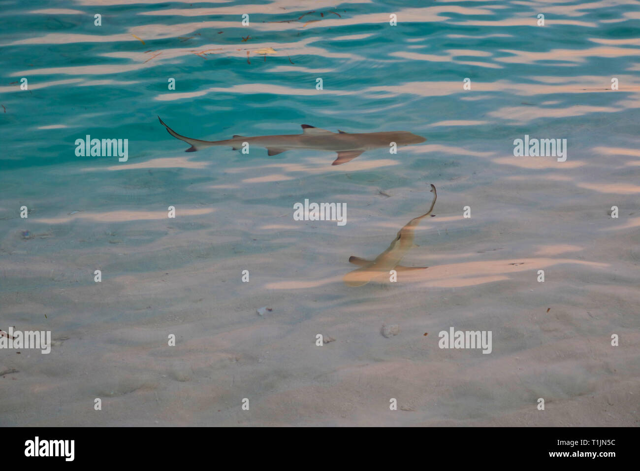 Two sharks hi res stock photography and images Alamy
