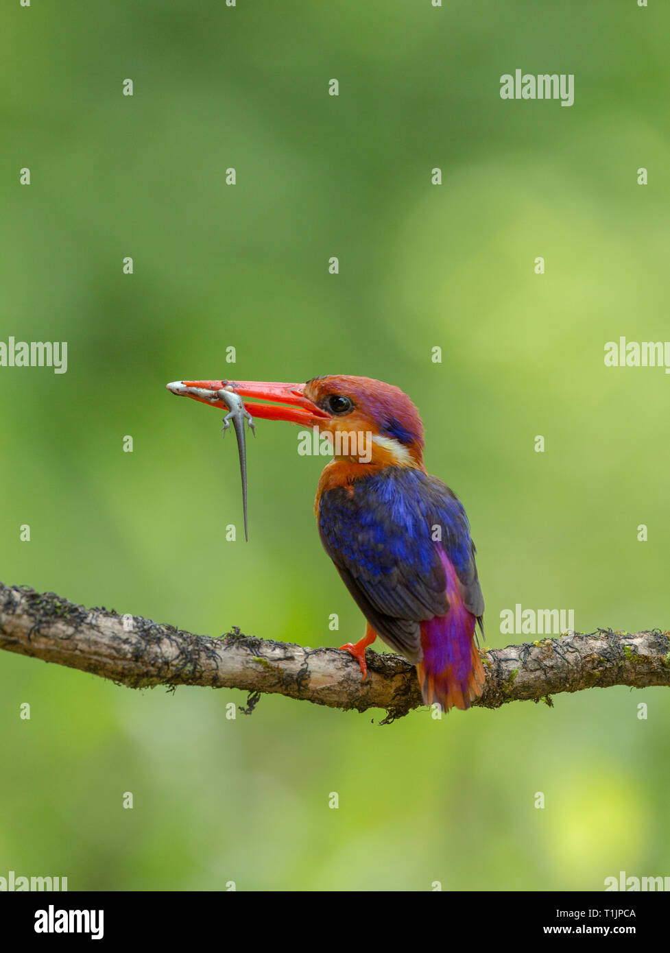 Oriental Dwarf Kingfisher with Skink in his mouth at Chiplun,Maharashtra,India Stock Photo