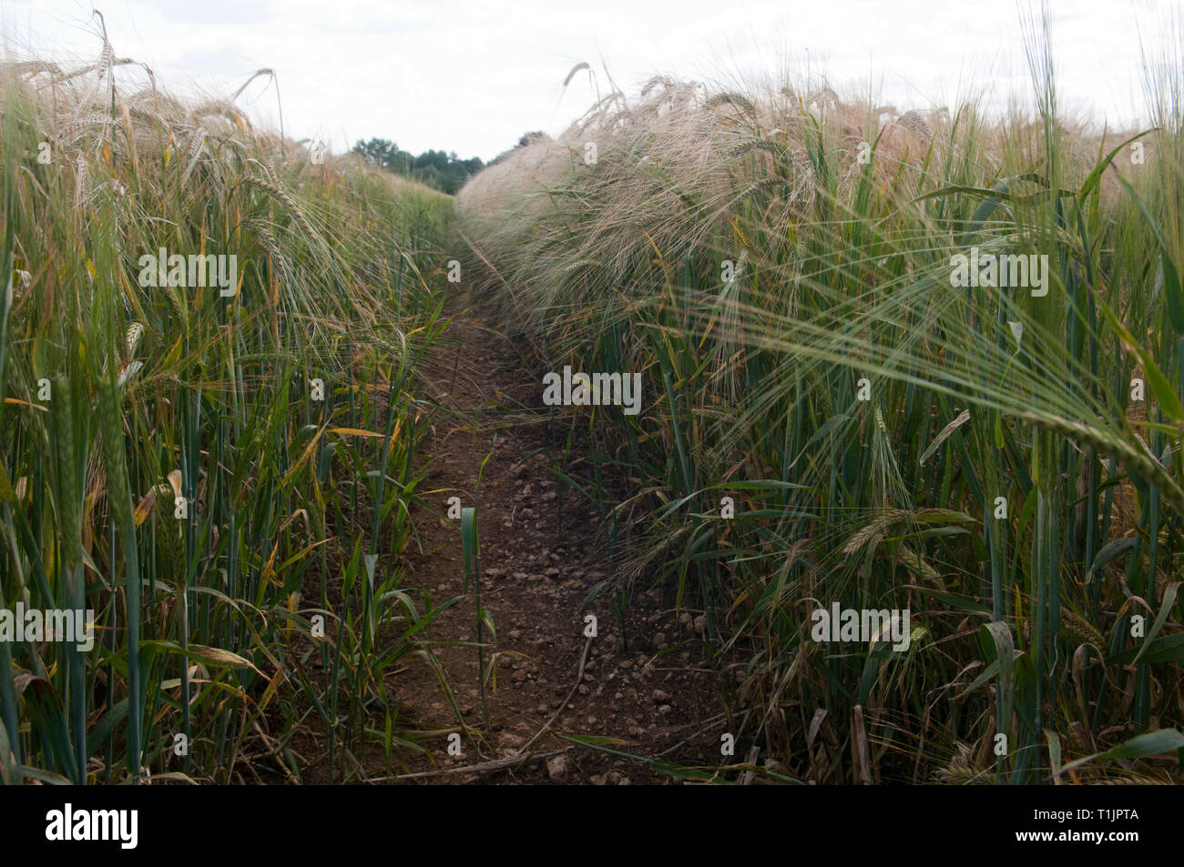 Green barley fields Stock Photo
