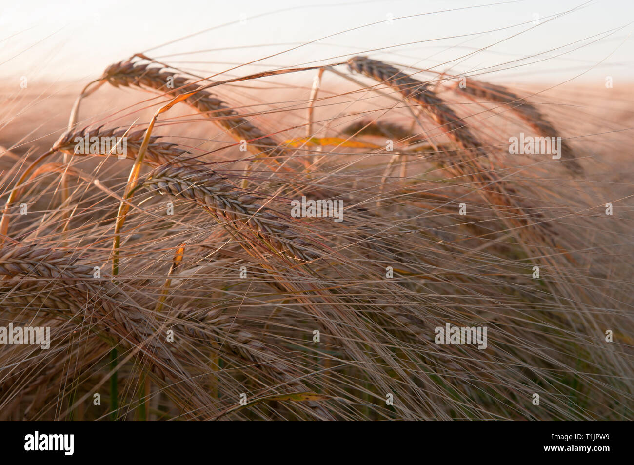 Barley fields in the summer before harvest Stock Photo Alamy
