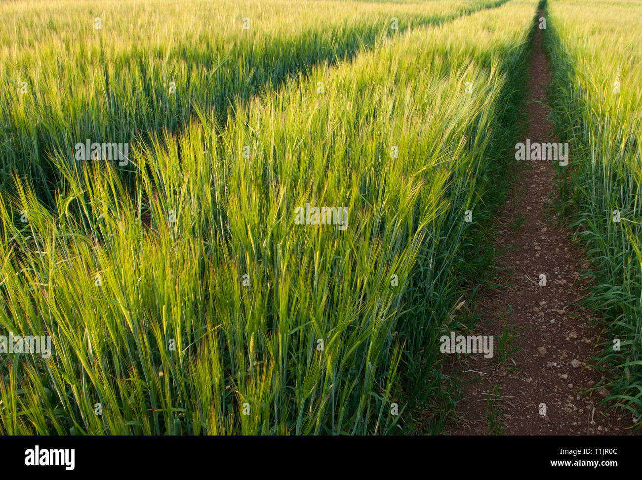 Rural scene tracks fields hi-res stock photography and images - Alamy