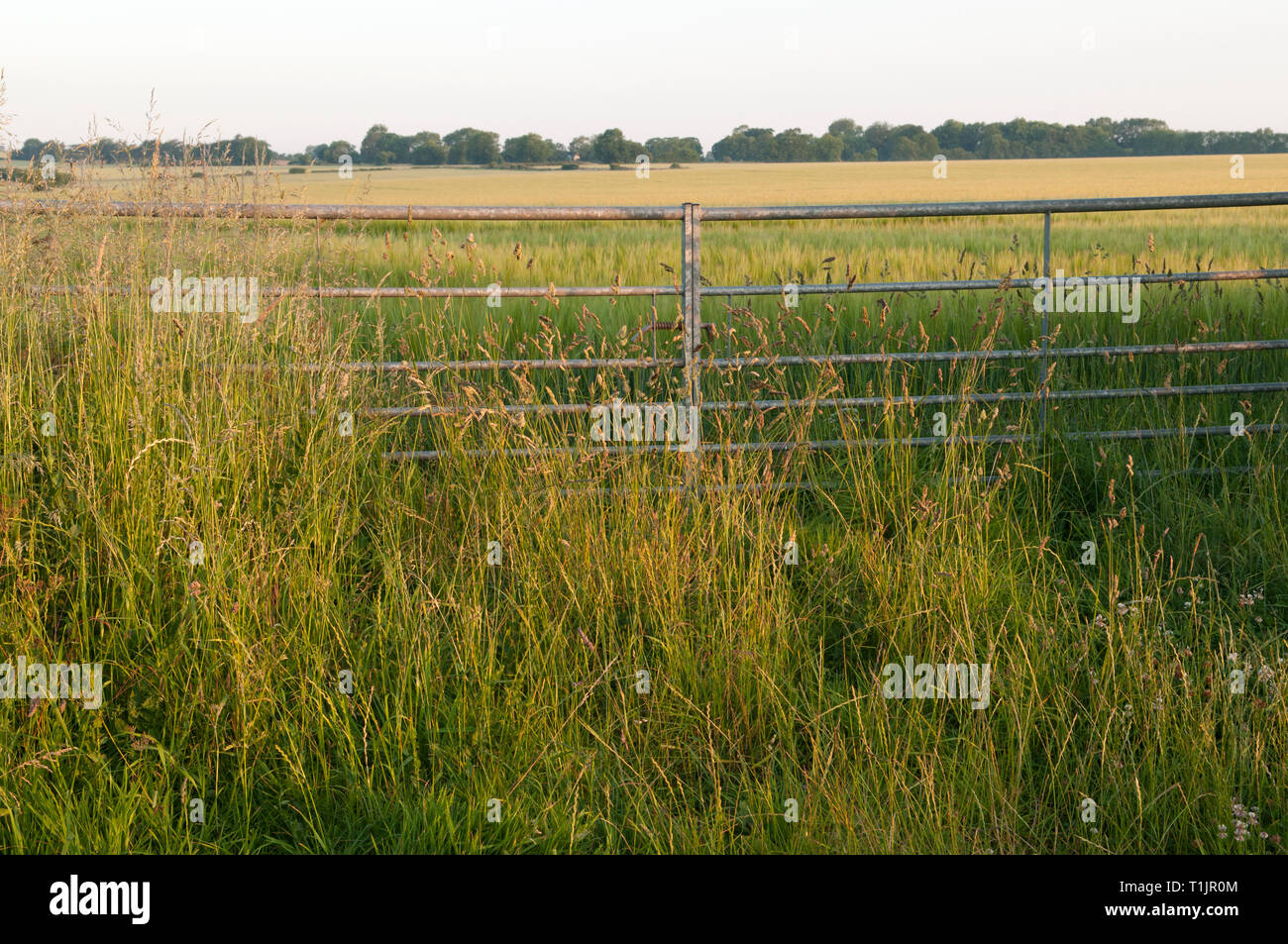 Metal farm gate hi-res stock photography and images - Alamy