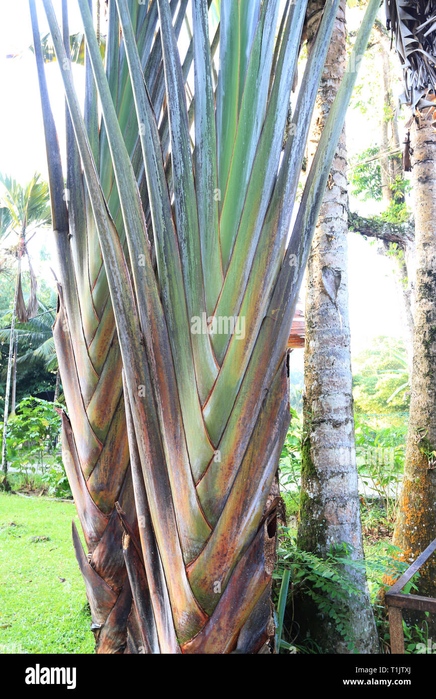Ravenala madagascariensis, commonly known as traveller's tree or traveller's palm in Janda Baik, Pahang, Malaysia Stock Photo
