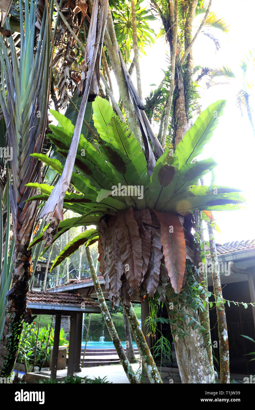 Asplenium nidus or known as Bird's nest fern growing on a tree branch Stock Photo