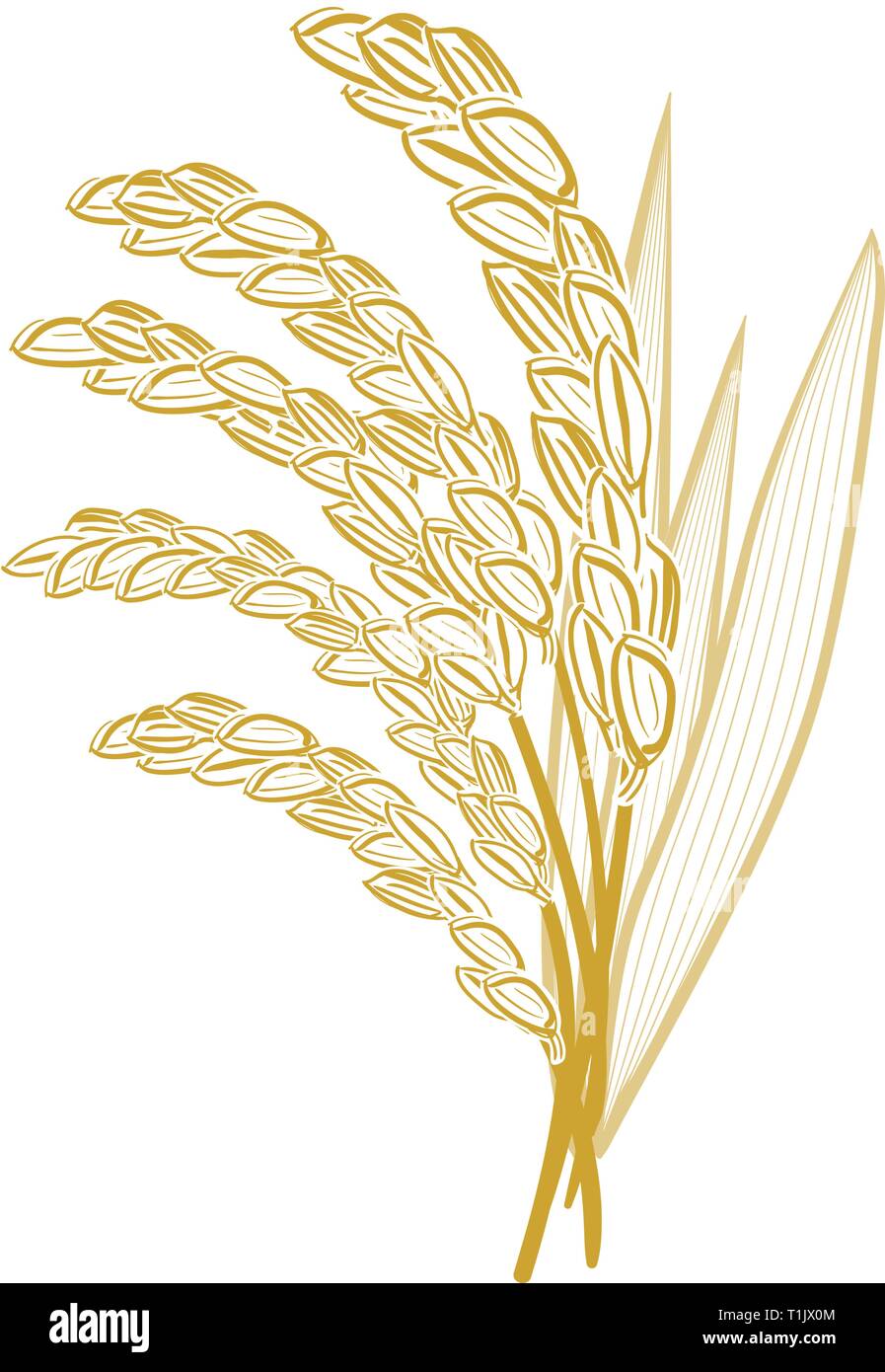 Rice grain stems with leaves springing from behind. Stock Vector