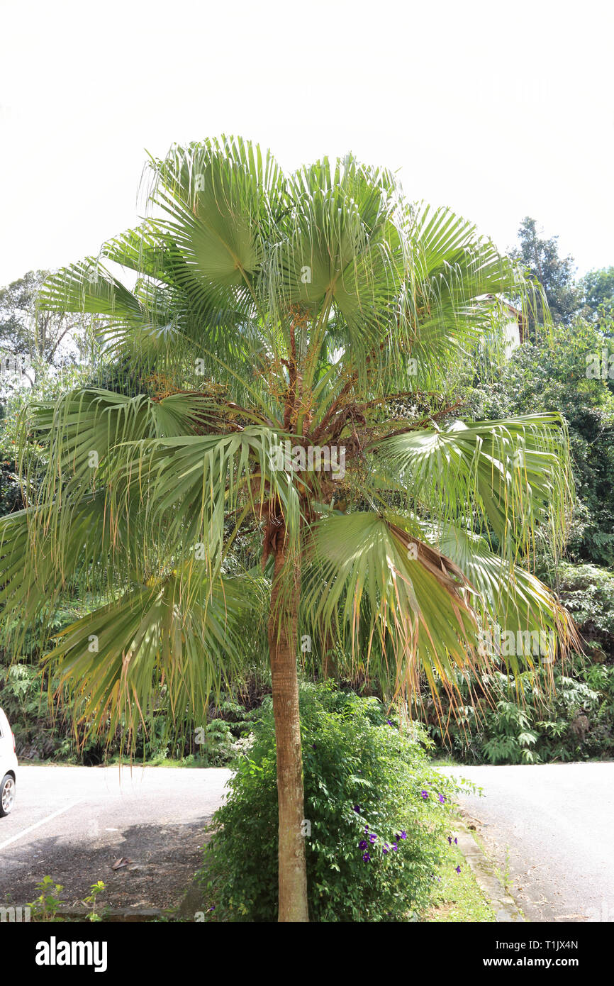 Sabal Palmetto Palm Tree Stock Photo