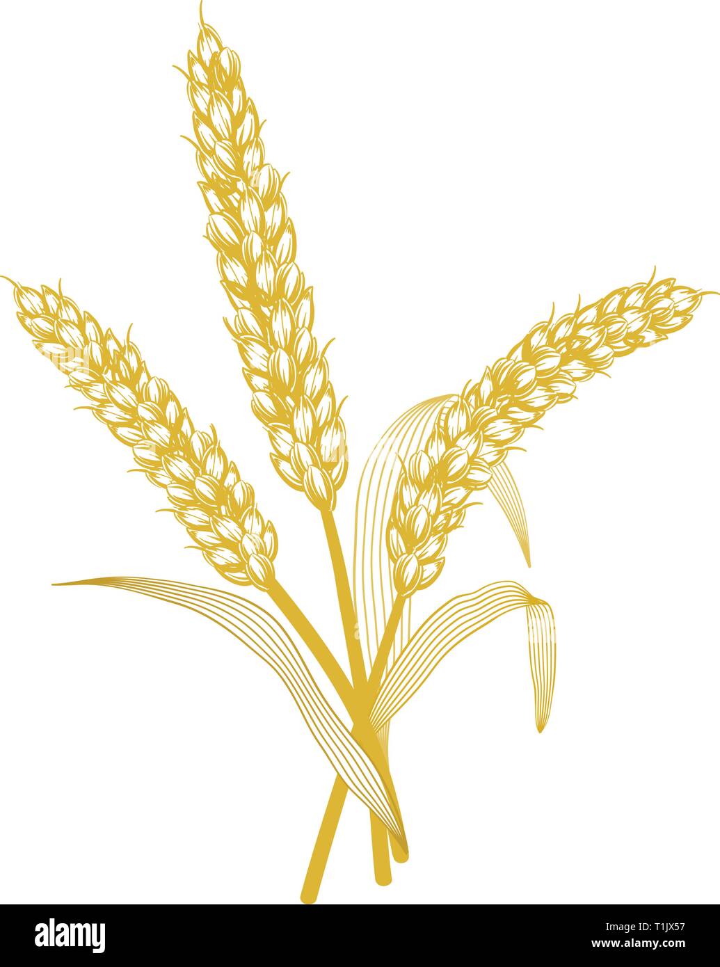 A group or bunch  of wheat grain seeds & leaves Stock Vector