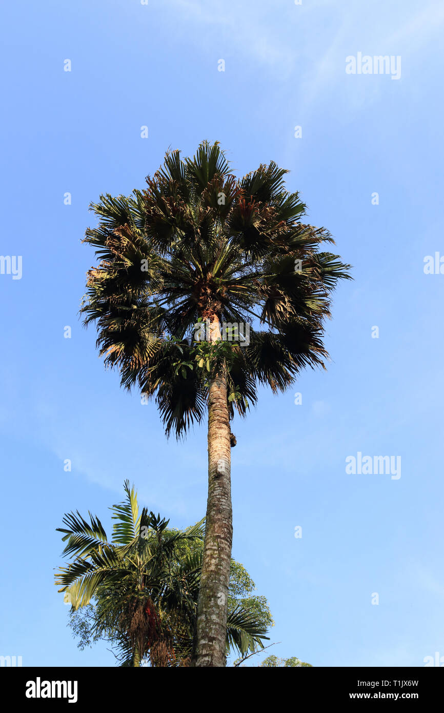 Sabal Palmetto Palm Tree Stock Photo