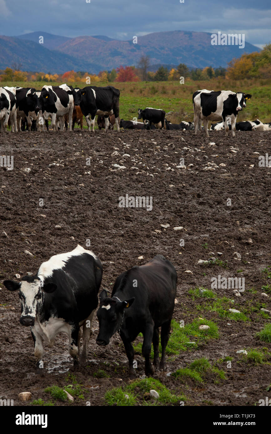 Monkton, Addison County, Vermont, USA Stock Photo Alamy