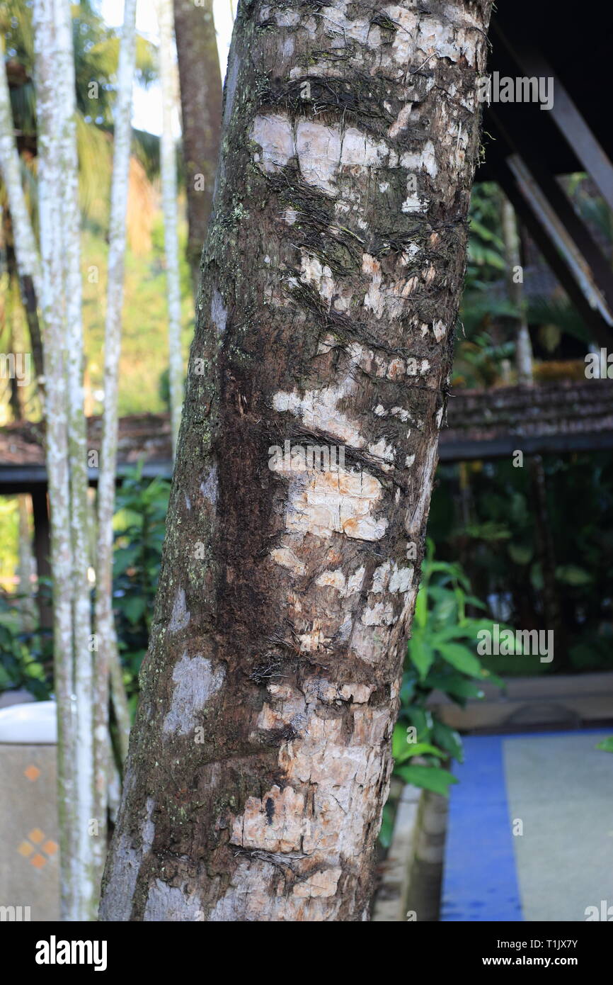 Palm tree trunk Stock Photo
