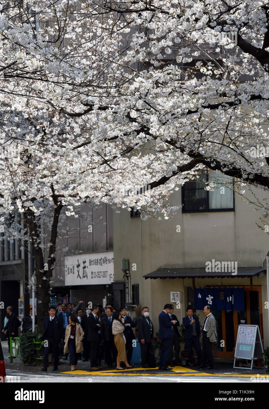 Tokyo, Japan. 27th Mar, 2019. Cherry blossoms are in full bloom along the streets of Kayabacho, a commercial district in the the heart of Tokyo on Wednesday, March 27, 2019. ?Japan Meteorological Agency announced the peak bloom of the cherry blossoms in the nation's capital. Credit: Natsuki Sakai/AFLO/Alamy Live News Stock Photo