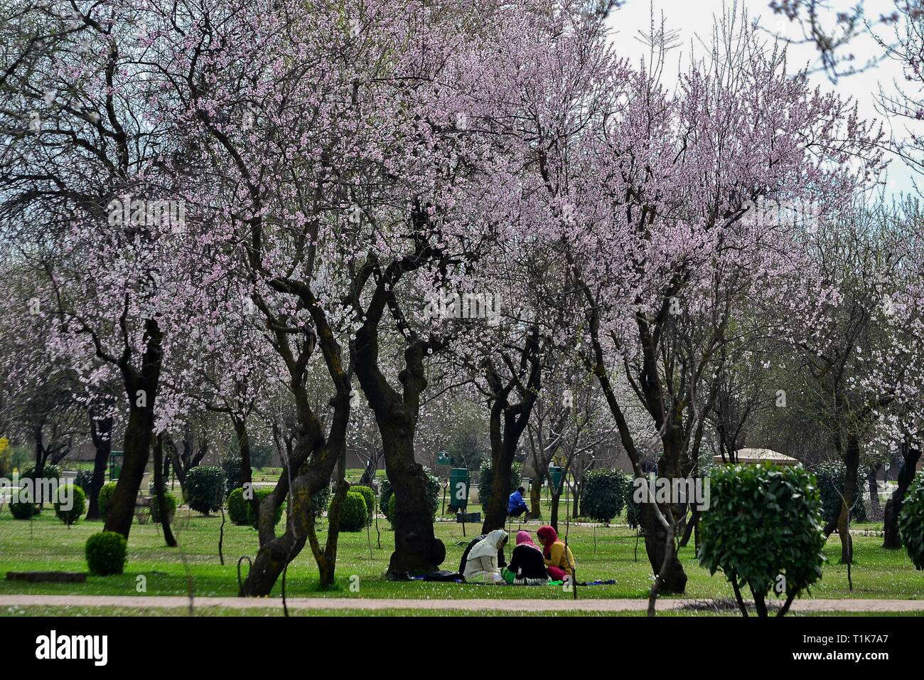 March 27, 2019 - Srinagar, J&K, India - Visitors are seen relaxing at the Badam Vaer ( Almond garden) on a sunny spring day in Srinagar, Kashmir. Spring has arrived in Kashmir valley, which marks a thawing of the lean season for tourism in the Himalayan region. Credit: Saqib Majeed/SOPA Images/ZUMA Wire/Alamy Live News Stock Photo
