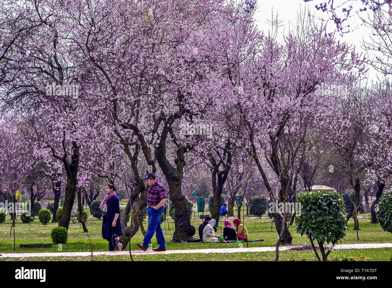 March 27, 2019 - Srinagar, J&K, India - Visitors are seen walking at the Badam Vaer ( Almond garden) on a sunny spring day in Srinagar, Kashmir. Spring has arrived in Kashmir valley, which marks a thawing of the lean season for tourism in the Himalayan region. Credit: Saqib Majeed/SOPA Images/ZUMA Wire/Alamy Live News Stock Photo
