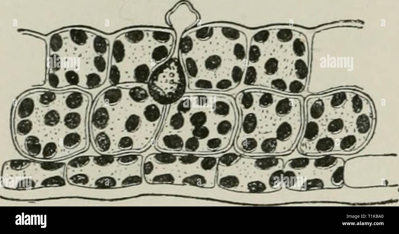 Diseases of plants induced by Diseases of plants induced by cryptogamic parasites; introduction to the study of pathogenic Fungi, slime-Fungi, bacteria, & Algae  diseasesofplant00tube Year: 1897  550 THE PATHOGENIC ALOAE. The zoospores (gametes) coi)ulate in the gelatinous mass which escapes, and break out from it as free swarming zygozoospores. When the Lemna falls to the bottom in autumn, or when it dries up, the cells of the alga become resting-cells capable of sustaininrc drought. I'lants of Lcmna seem to be little disturbed by attacks of the endophyte, and develop their flowers normally.  Stock Photo