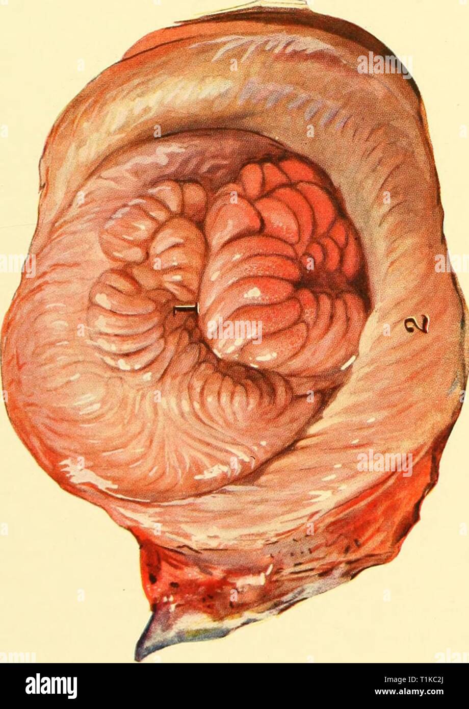 The Diseases Of The Genital The Diseases Of The Genital Organs Of Domestic Animals Diseasesofgenita00will Year 1921 O Z A D Tfs Rt A C A C O O C O