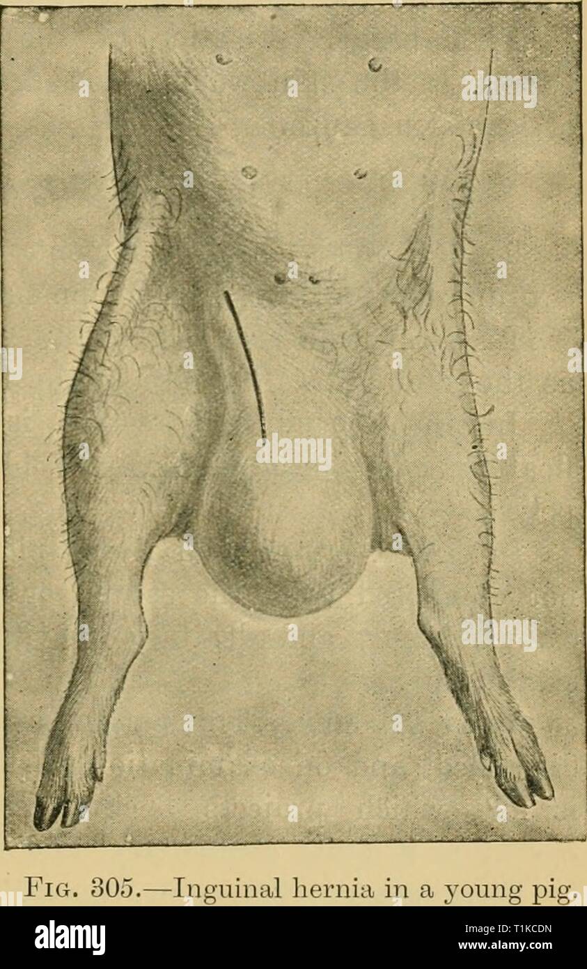 Diseases of cattle, sheep, goats Diseases of cattle, sheep