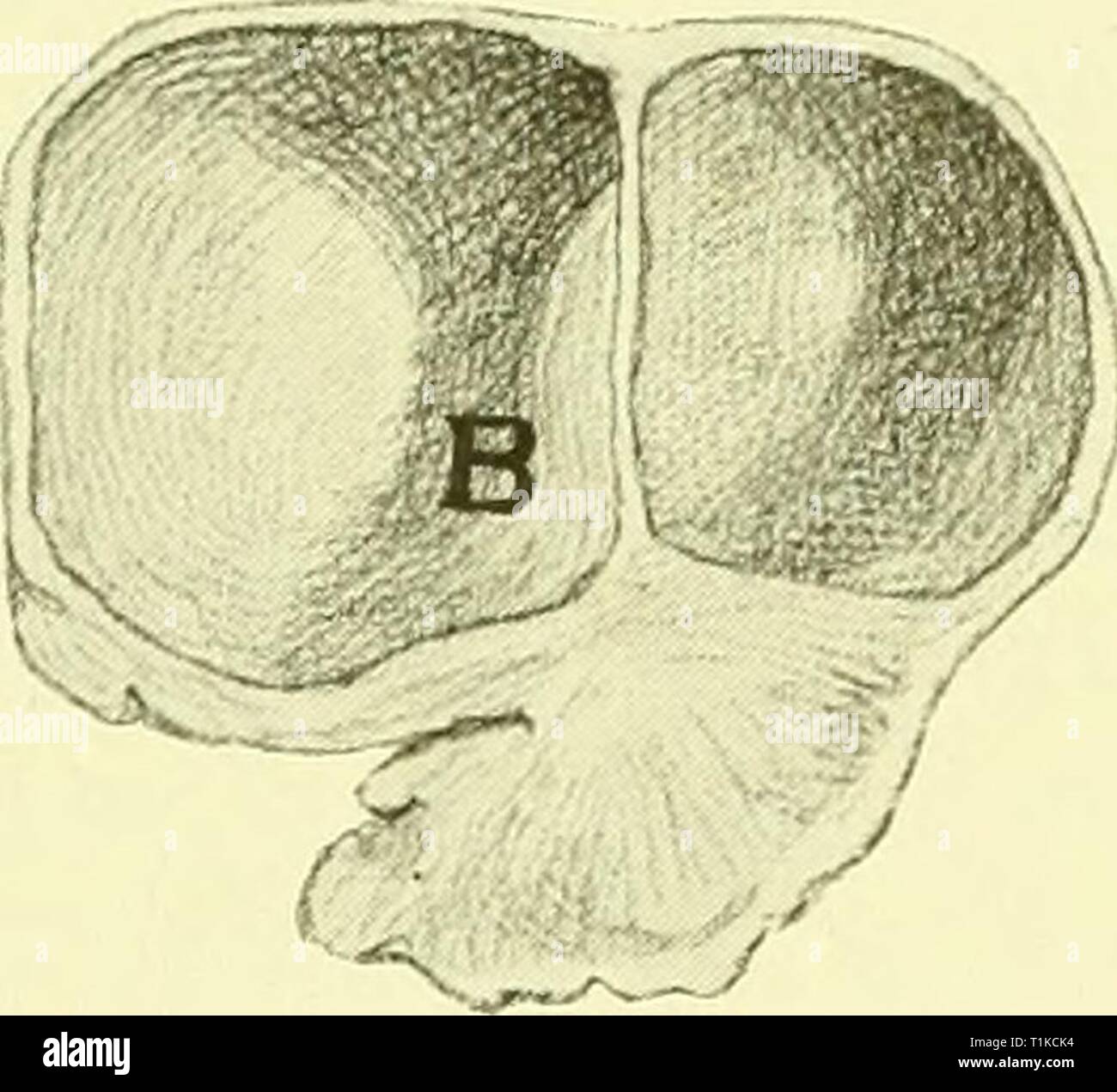 The diseases of the genital The diseases of the genital organs of domestic animals diseasesofgenita00will Year: 1921 JV-i 'mphomania 791 kicking, balking and gripping of the reins by the tail, tend to The diseases of the genital The diseases of the genital organs of domestic animals diseasesofgenita00will Year: 1921 JV-i 'mphomania 791 kicking, balking and gripping of the reins by the tail, tend to