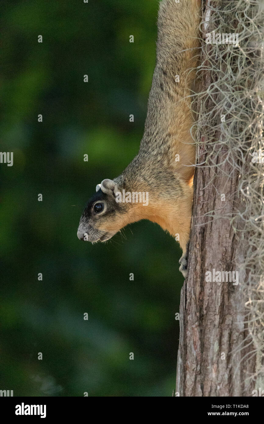 Eastern Fox squirrel Sciurus niger clings upside down to a pine tree in