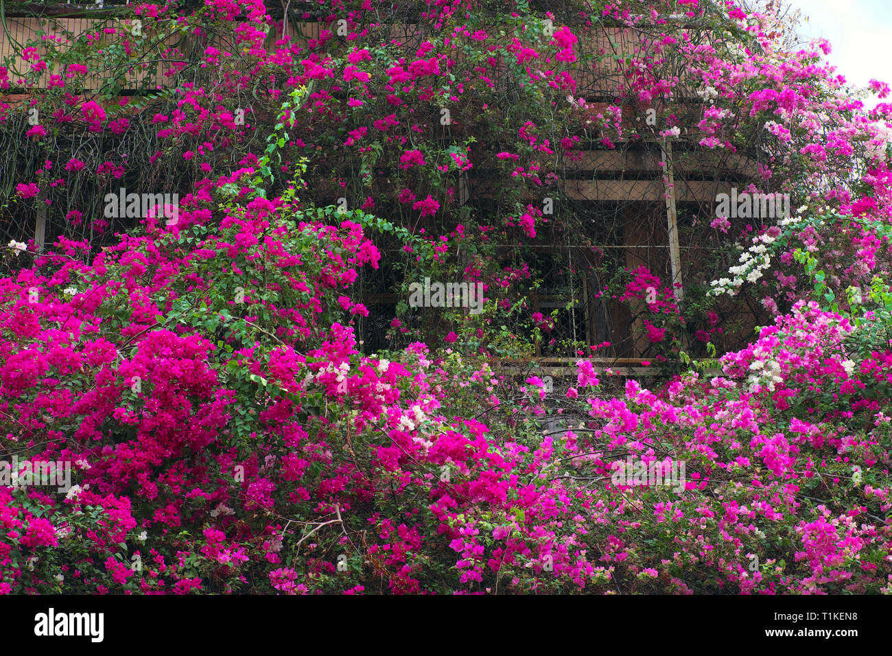 Amazing house at Ho Chi Minh city, Vietnam with pink bougainvillea flower  cover facade of building, flower trellis decoration for front of house  Stock Photo - Alamy
