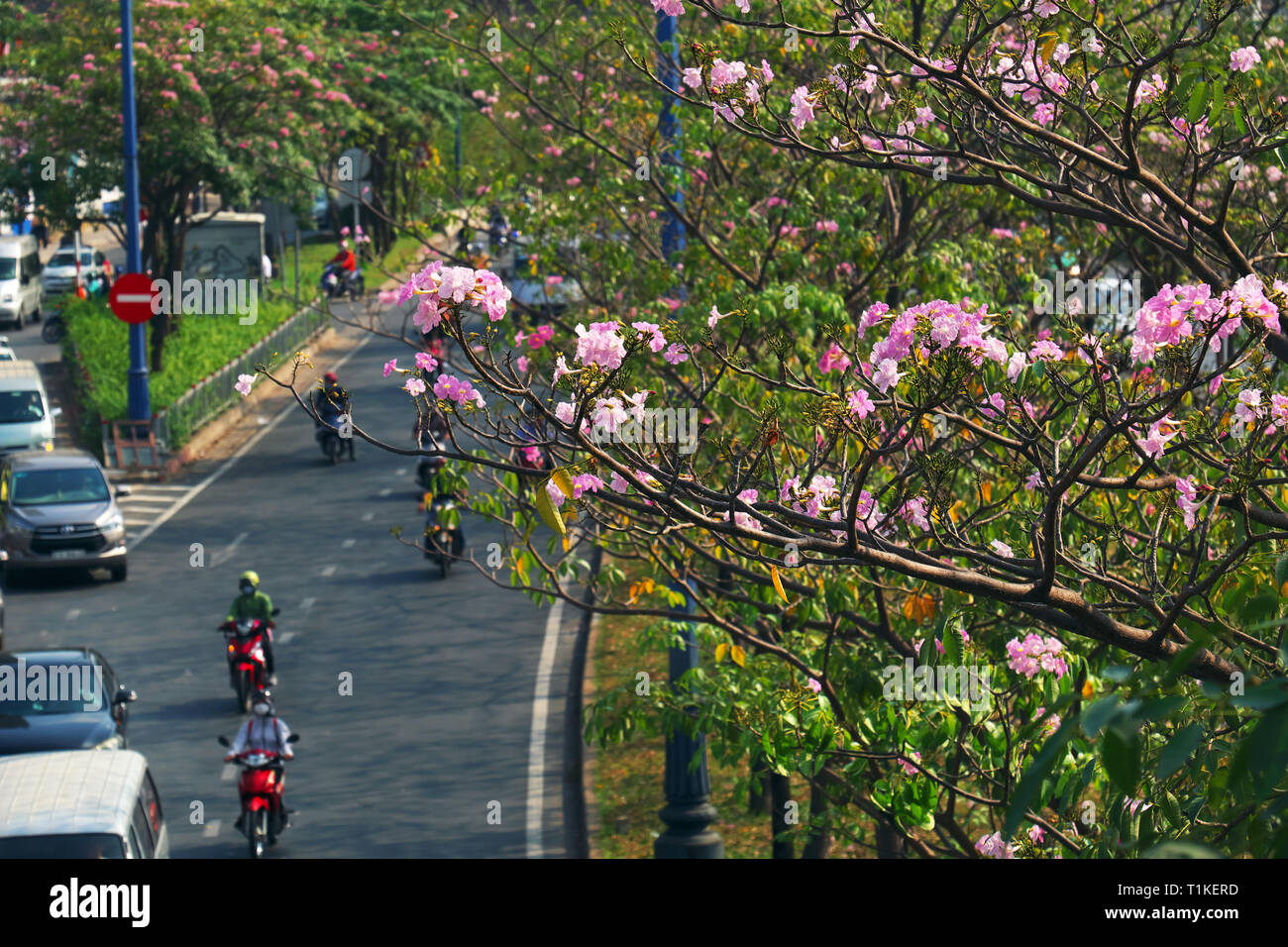 Beautiful landscape of Saigon from high view, street with vehicles as motorbikes, car move under tabebuia rosea flower tree, city beautiful in pink Stock Photo