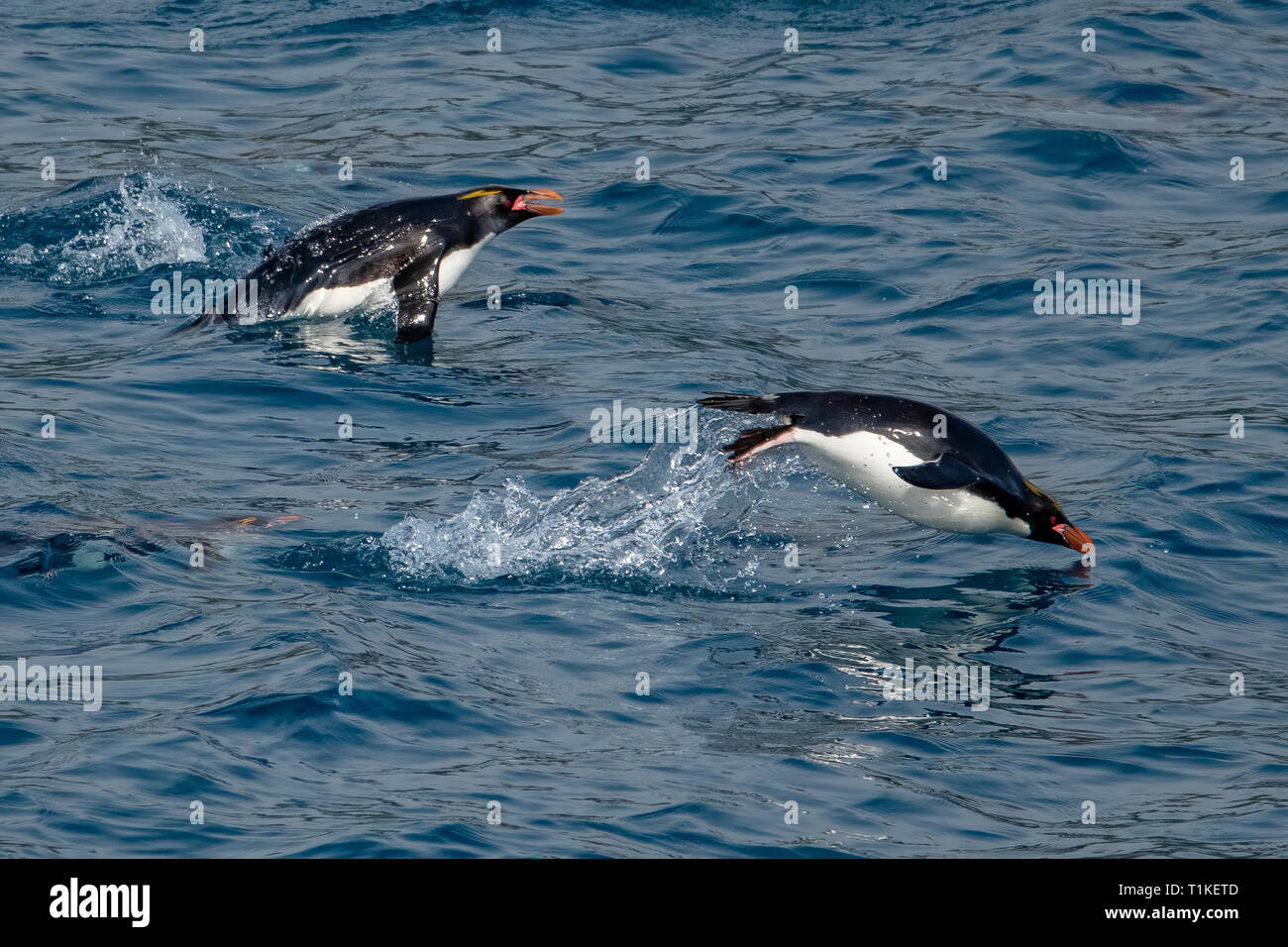 Macaroni Penguins Swimming, Eudyptes chrysolophus in Cooper's Bay