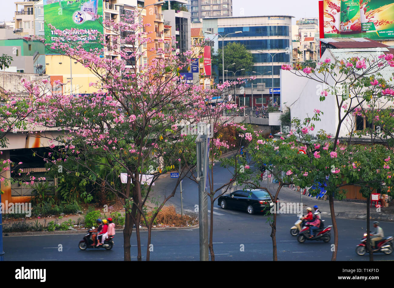 HO CHI MINH CITY, VIET NAM, Street of Saigon in tabebuia rosea flower