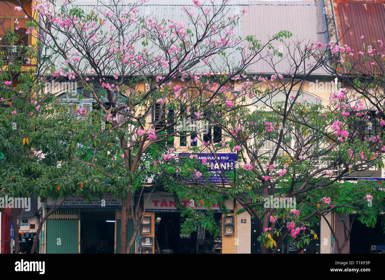 Street of Saigon in tabebuia rosea flower season, pink flower bloom beautiful cover row of old house make romantic scene at Ho Chi Minh city, Vietnam Stock Photo