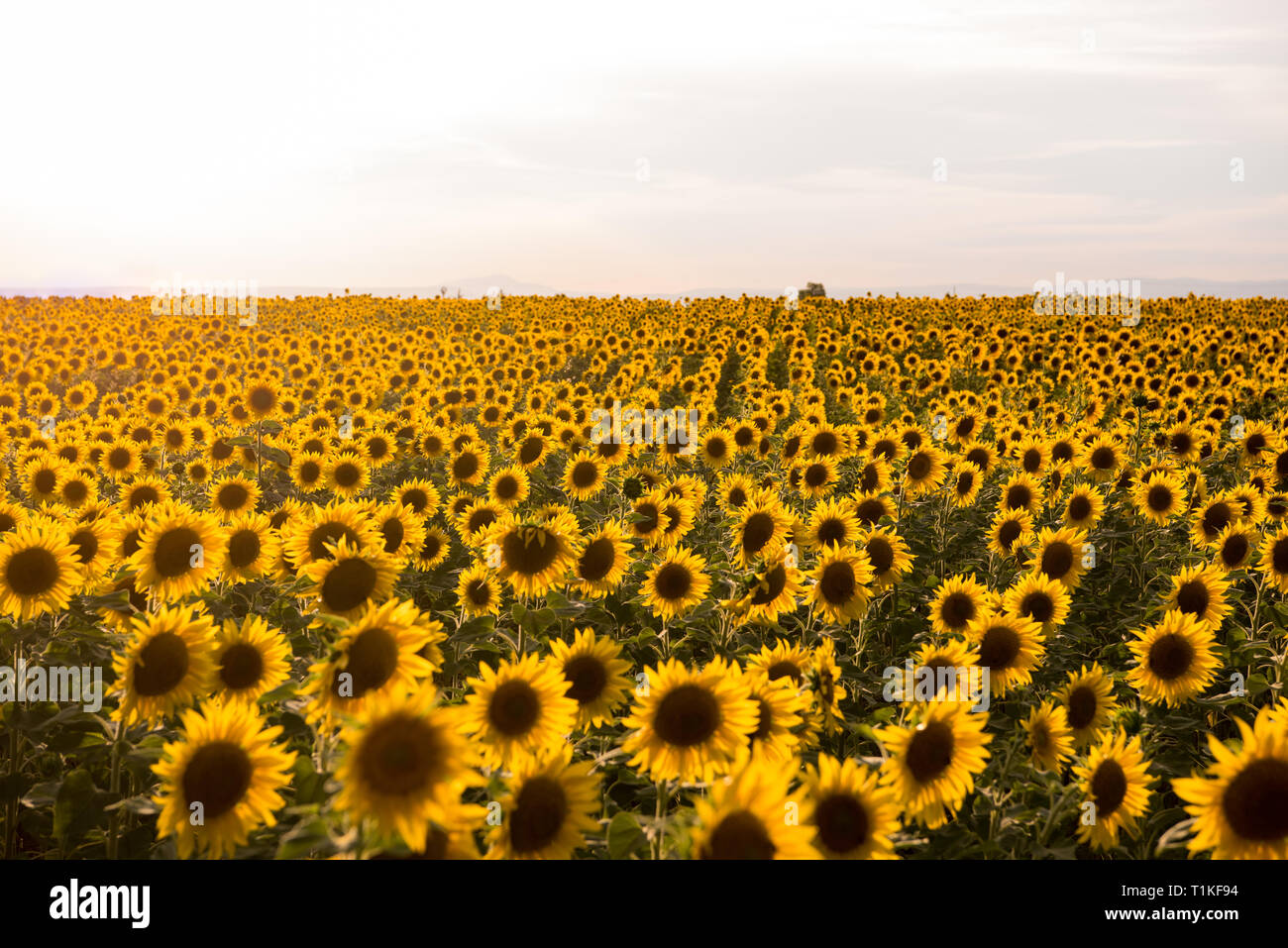 Sunflower field on sunset Stock Photo - Alamy