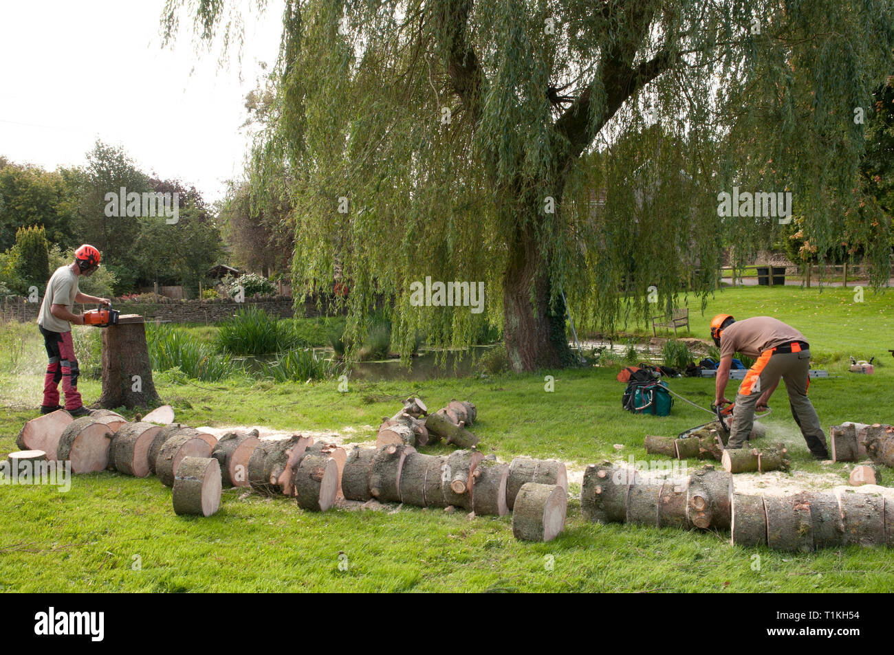 Tree surgeons cutting a felled tree into logs Stock Photo