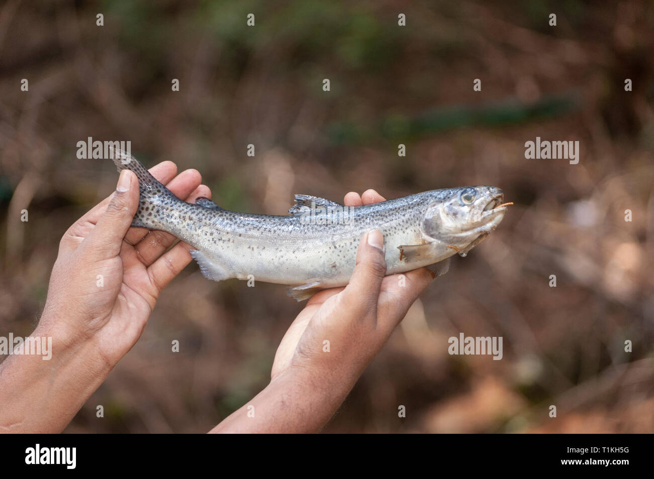 Trout Fish farming near Ooty,Tamil Nadu,India,Asia Stock Photo Alamy