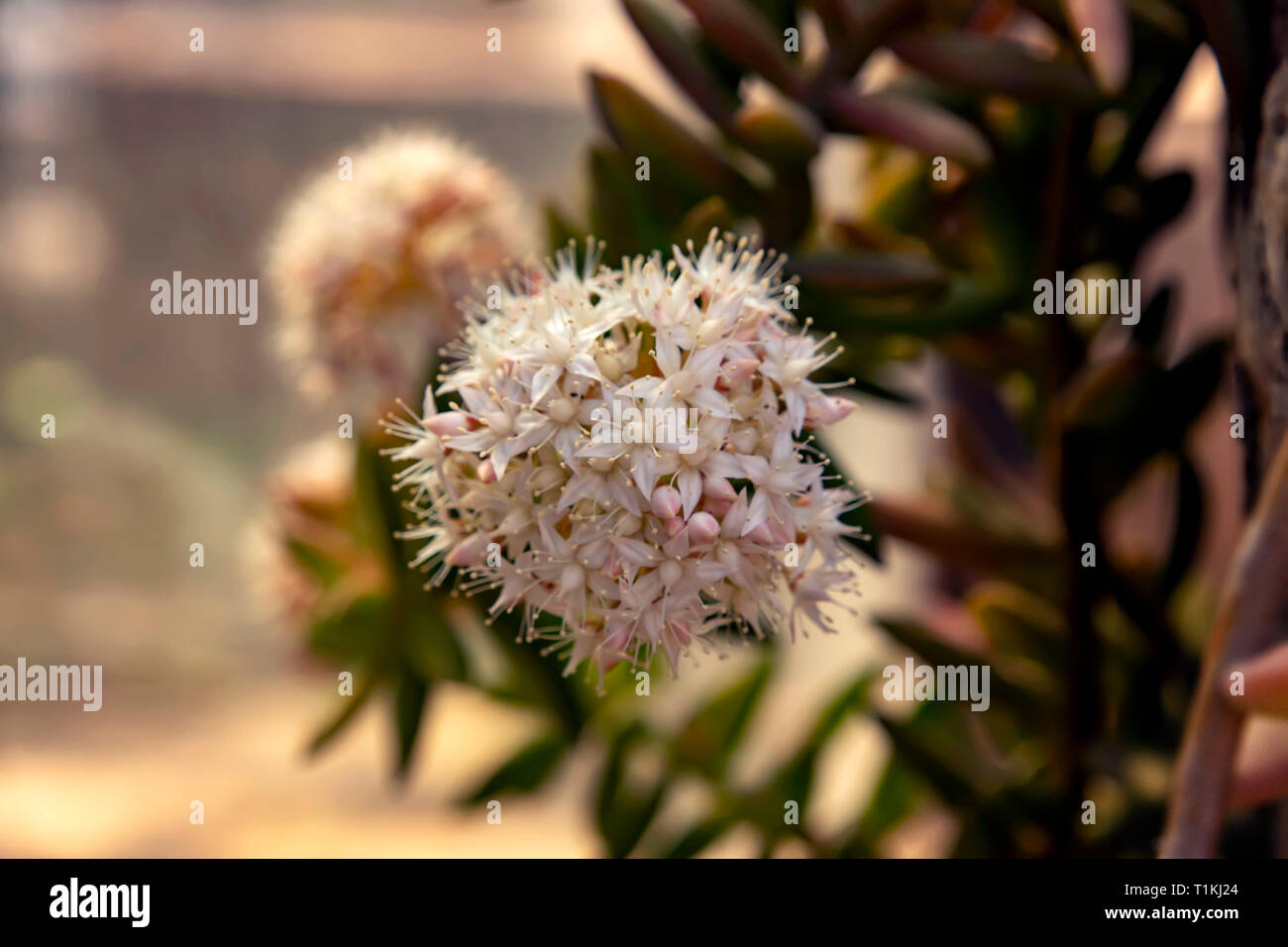 Delicate succulent flowers against the background of tree bark close-up. Stock Photo