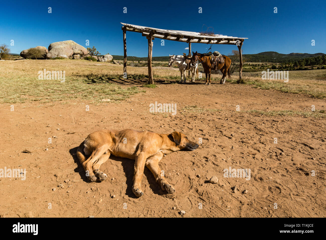 horses at a Mexican Ranch Stock Photo Alamy