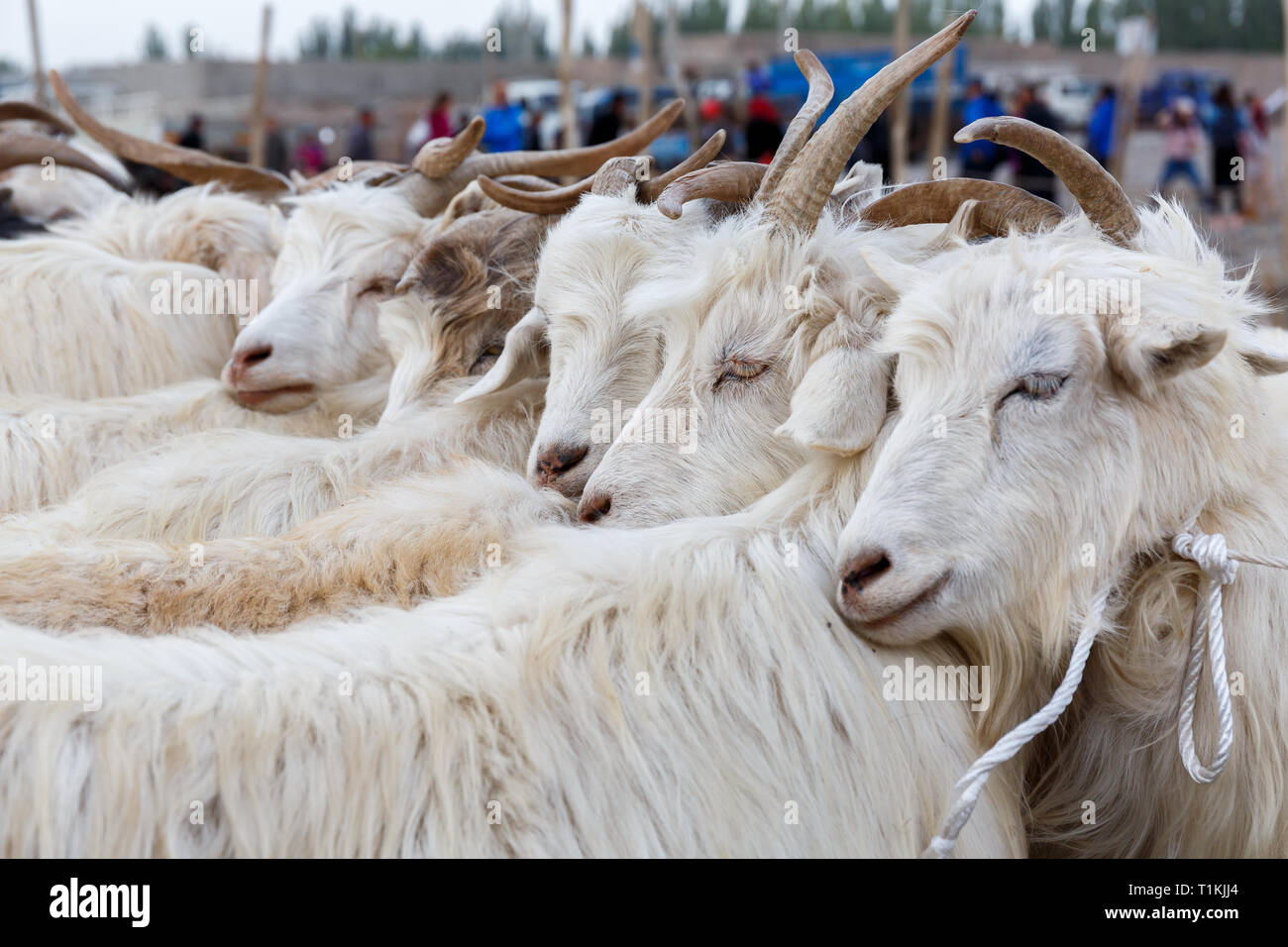 Goats tied together, ready for sale. Captured at Kashgar Animal Market (Xinjiang Province, China) Stock Photo
