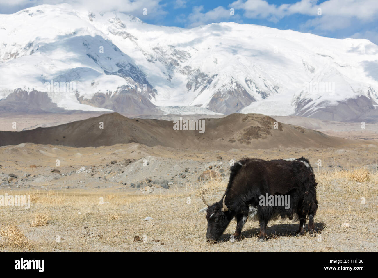 Yak near Lake Karakul II (Xinjiang, China) Stock Photo