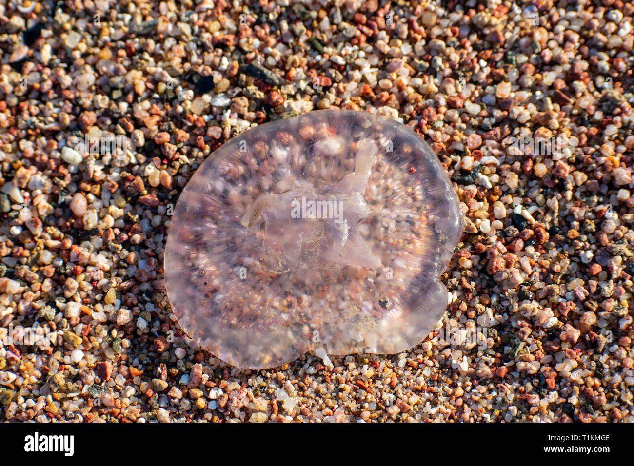 Jellyfish washed up on the beach during low tide. Egypt. Stock Photo