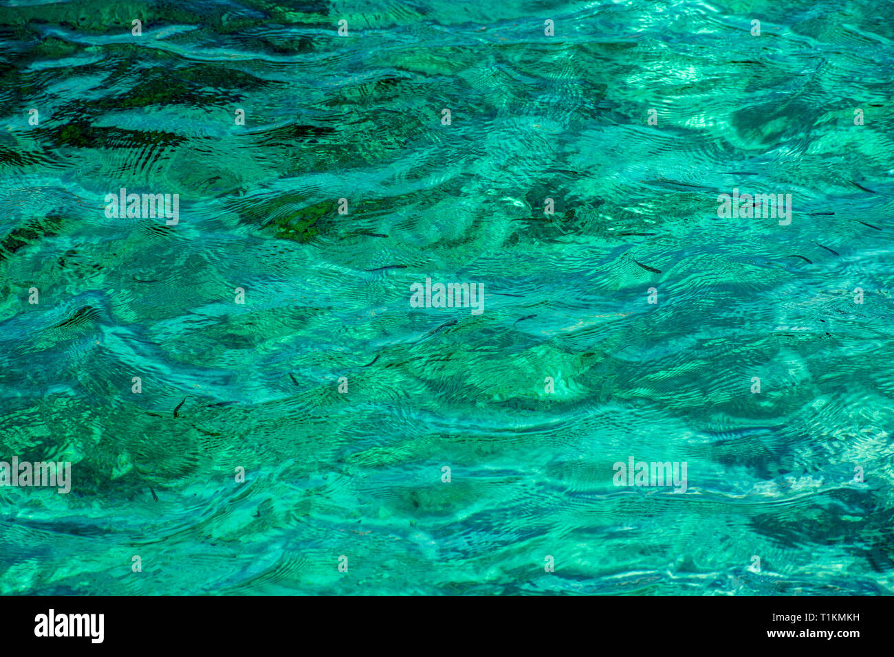 Small fish swimming in a tropical sea. Stock Photo