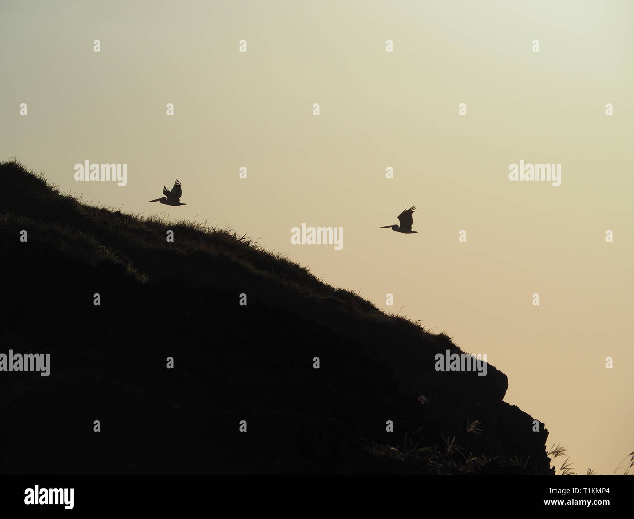 Silhouette of Pelicans flying Stock Photo - Alamy