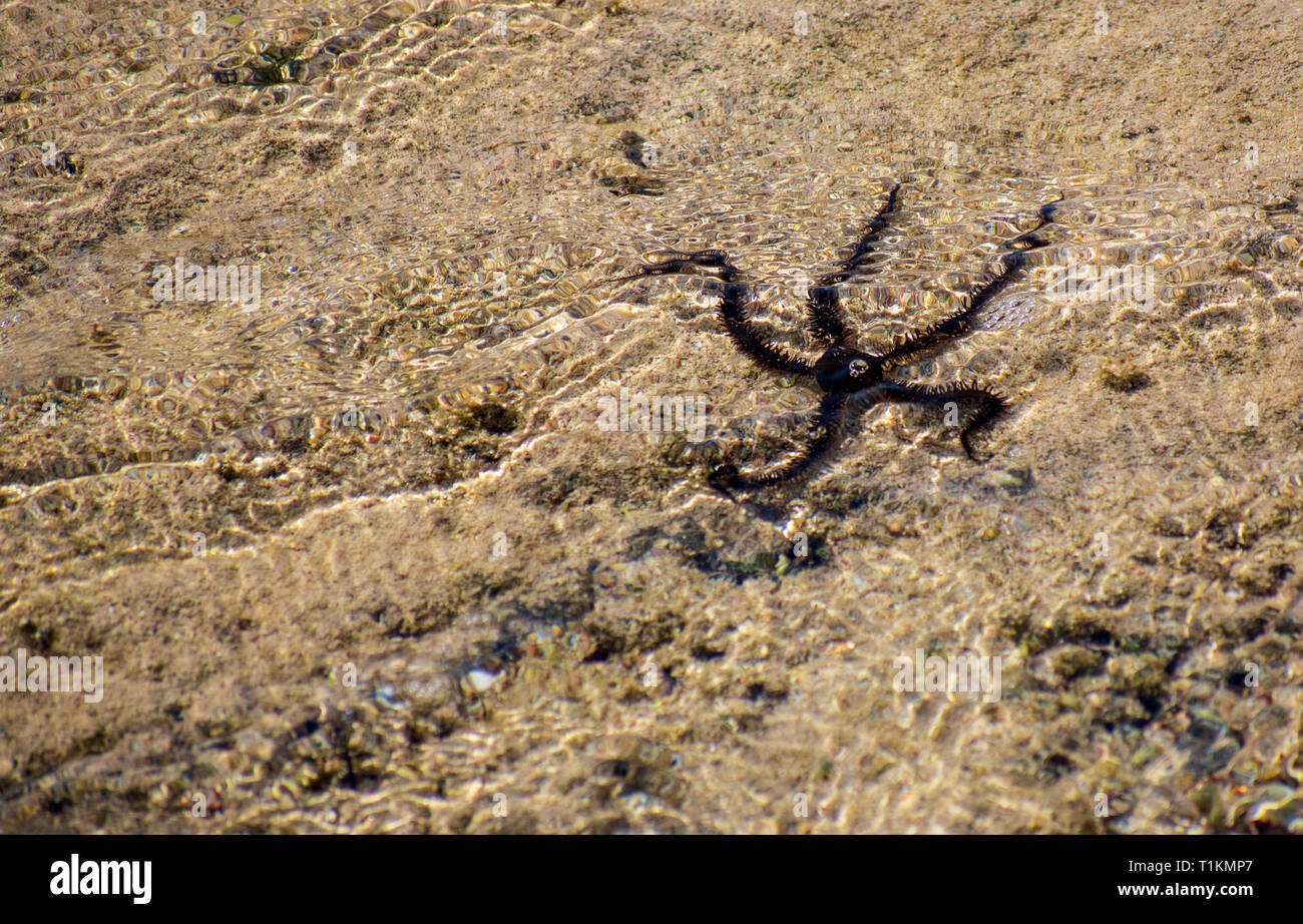 Black Starfish in the sea, low tide. Egypt. Photo taken above the water. Stock Photo