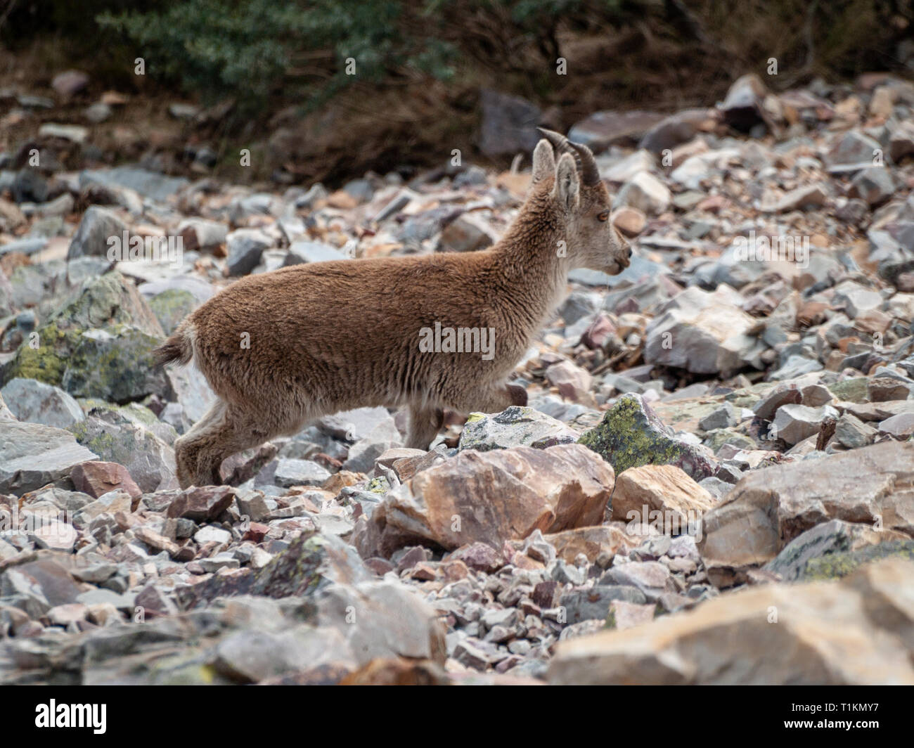 Iberian wild goat (Capra pyrenaica) grazing and climbing in the mountain in Salamanca, Spain Stock Photo