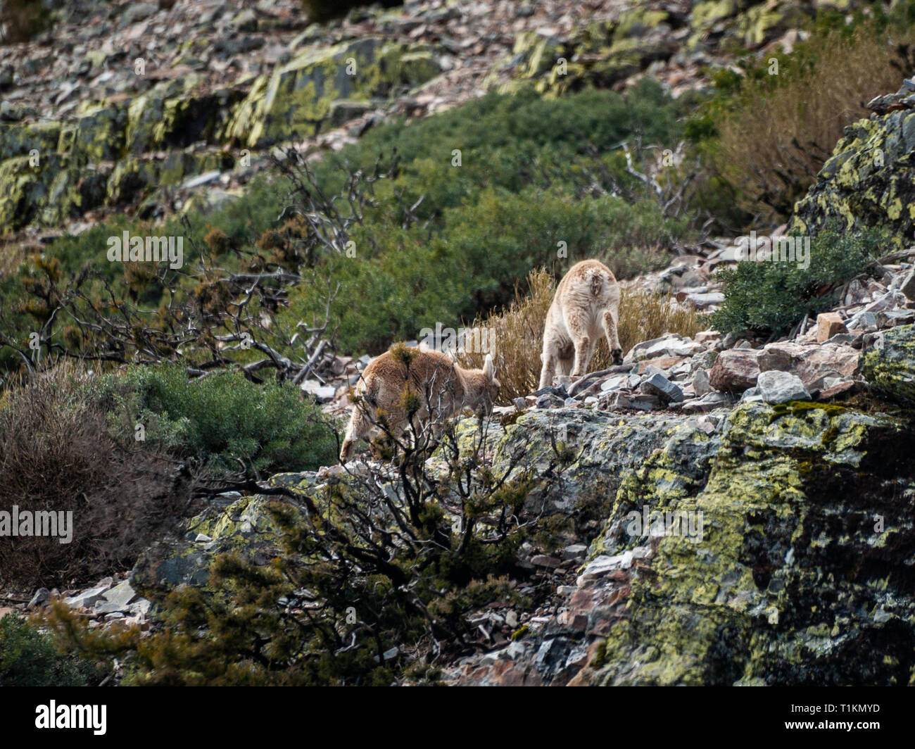 Iberian wild goat (Capra pyrenaica) grazing and climbing in the mountain in Salamanca, Spain Stock Photo