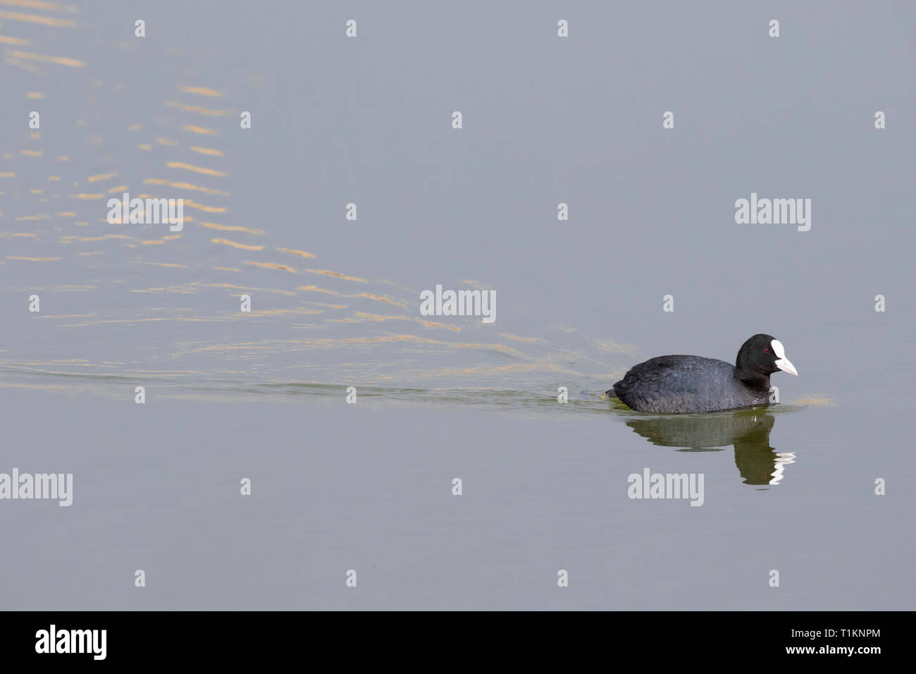 Common Coot (Fulica atra) on water. Natural Areas of the Llobregat Delta. Barcelona province. Catalonia. Spain. Stock Photo