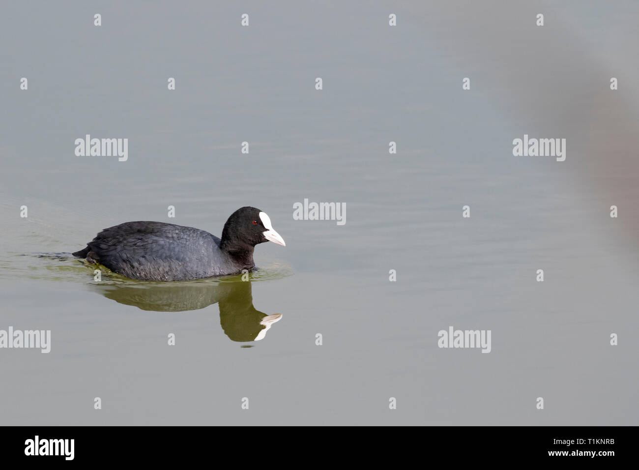 Common Coot (Fulica atra) on water. Natural Areas of the Llobregat Delta. Barcelona province. Catalonia. Spain. Stock Photo