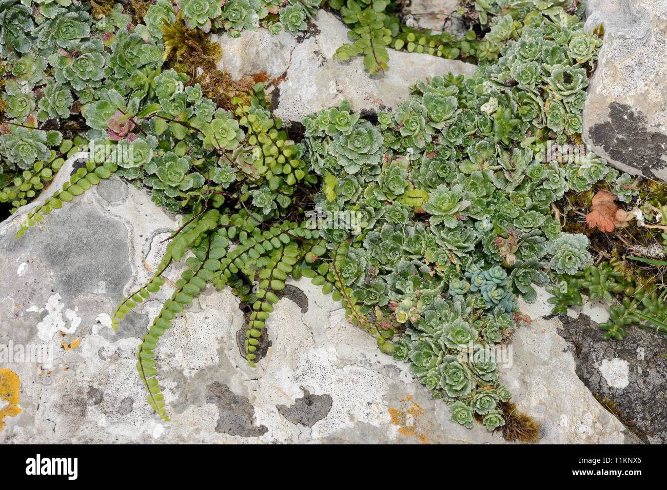 Livelong Saxifrage (Saxifraga paniculata) and Maidenhair spleenwort (Asplenium trichomanes) growing in limestone rock crevices, Picos de Europa, Spain Stock Photo