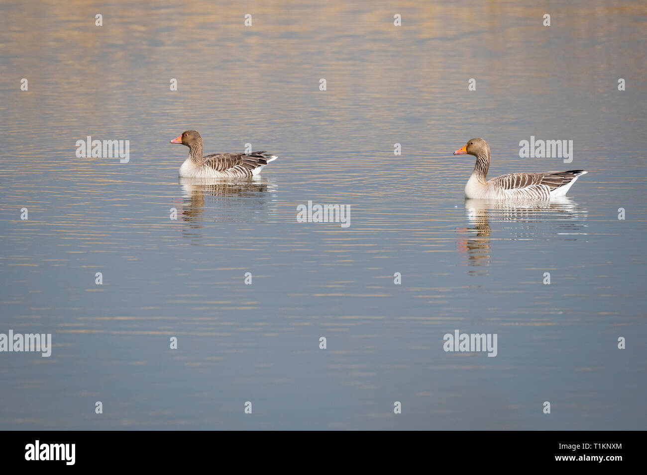 Greylag Goose (Anser anser) adults on water. Natural Areas of the Llobregat Delta. Barcelona province. Catalonia. Spain. Stock Photo