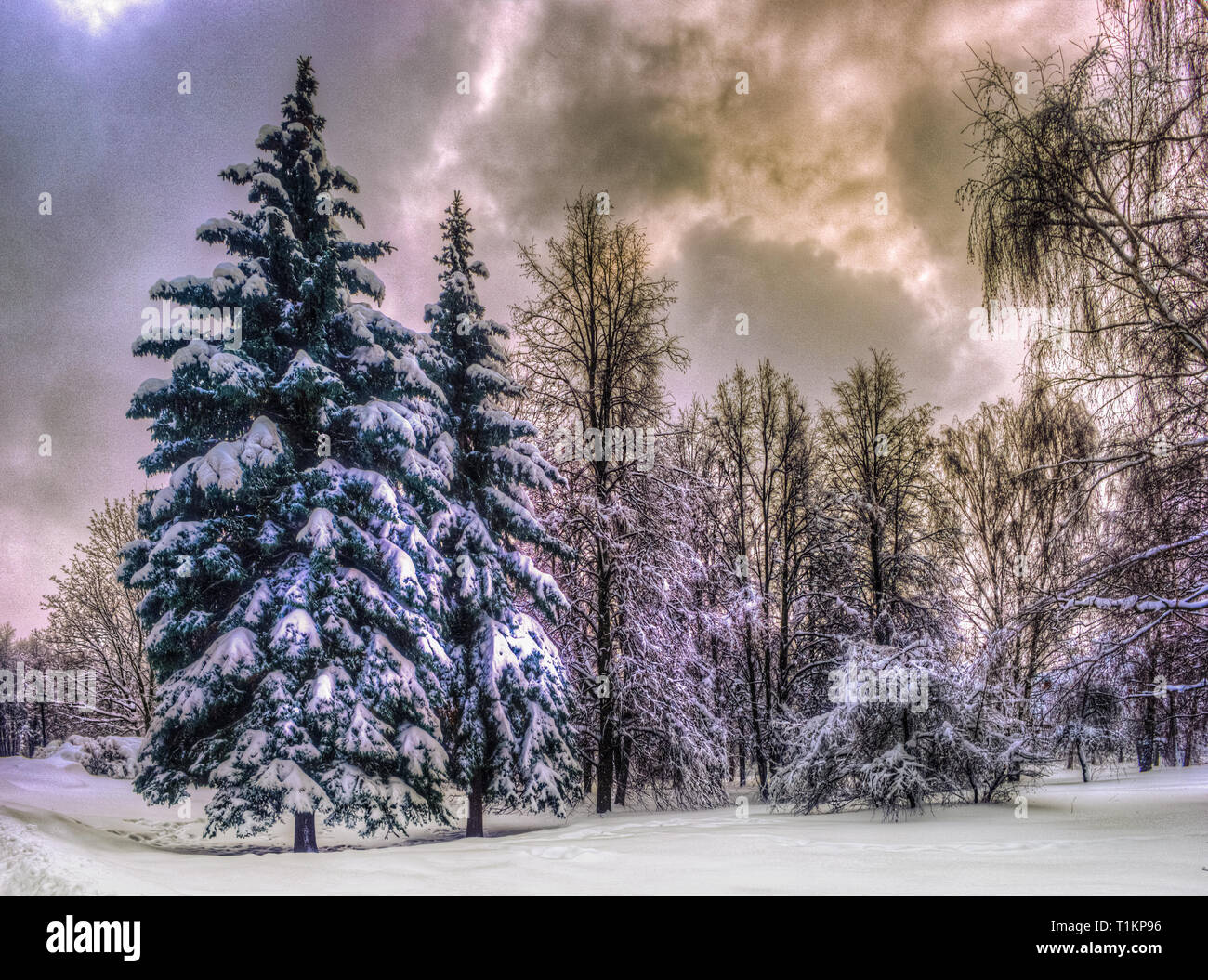 Christmas winter landscape, spruce and pine trees covered in snow on a ...